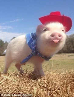 🐽 emoji Babi/pig by @taraquasolavian Telegram sticker 16 of 24