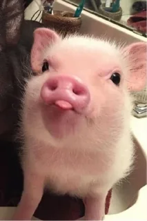 🐷 emoji Babi/pig by @taraquasolavian Telegram sticker 1 of 24