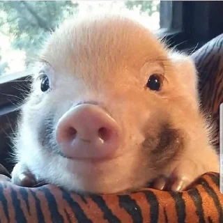 🐷 emoji Babi/pig by @taraquasolavian Telegram sticker 17 of 24