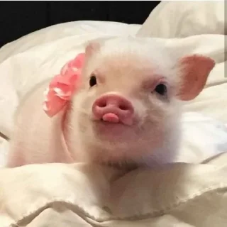 🐽 emoji Babi/pig by @taraquasolavian Telegram sticker 12 of 24