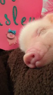 🐽 emoji Babi/pig by @taraquasolavian Telegram sticker 8 of 24