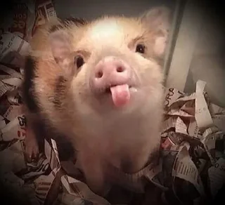 🐷 emoji Babi/pig by @taraquasolavian Telegram sticker 21 of 24