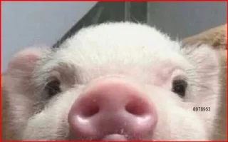 🐽 emoji Babi/pig by @taraquasolavian Telegram sticker 4 of 24