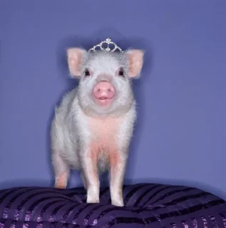 🐷 emoji Babi/pig by @taraquasolavian Telegram sticker 3 of 24