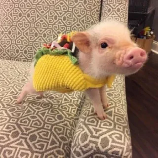 🐽 emoji Babi/pig by @taraquasolavian Telegram sticker 14 of 24