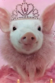 🐽 emoji Babi/pig by @taraquasolavian Telegram sticker 2 of 24