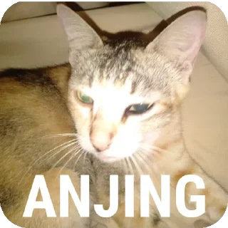 🐱 emoji BIBD stiker kita yg ke2  pack by @QuotLyBot Telegram sticker 14 of 14