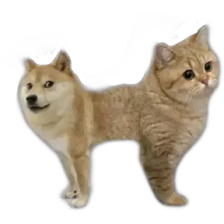 😂 emoji 𝘾𝙝𝙚𝙚𝙢𝙨 𝙤𝙥 ᵇʸ 🇸 🇦 🇫 🇮 🇺 🇱 🇱 🇦 🇭  @Teton_XD ㅤ — @stckrRobot Telegram sticker 23 of 92