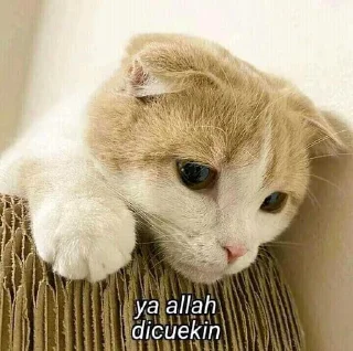 🔪 emoji Meme by; @DAEGUKTH Telegram sticker 9 of 79