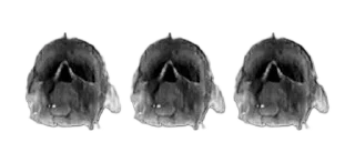 💀 emoji $HIT PLACE @SIRVANTEA Telegram sticker 10 of 17