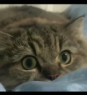 👀 emoji Ys kang pack Telegram sticker 10 of 120