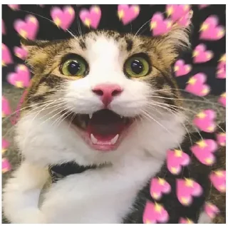 😂 emoji [ ɪᴛs ᴍᴇ ] 🇵𝐫𝐚𝐧𝐚𝐯 🇬𝐩 ✨🕊️🇮🇳 @The_smashkid — @stckrRobot Telegram sticker 23 of 84