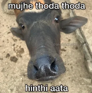 🐃 emoji Kaushiks kang pack Telegram sticker 18 of 83