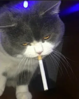 🚬 emoji @WHO182       {nex} Telegram sticker 5 of 95