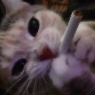 🚬 emoji @WHO182       {nex} Telegram sticker 1 of 95