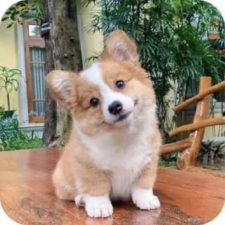 🐶 emoji Amit ka pack @Ur_amit_01 Telegram sticker 17 of 89