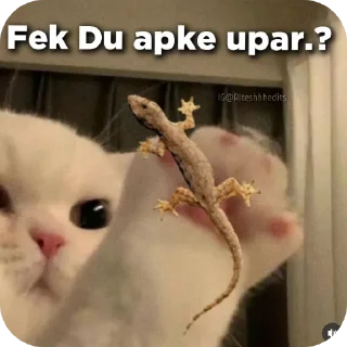 🐱 emoji Amit ka pack @Ur_amit_01 Telegram sticker 14 of 89