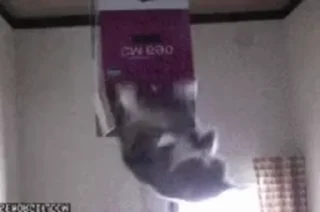 🐱 emoji m's video pack Telegram sticker 2 of 22