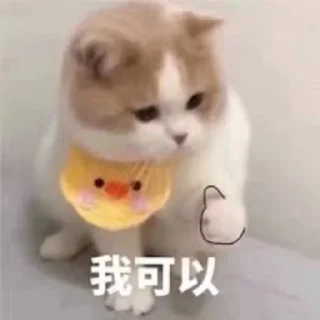 Sticker from meowww
