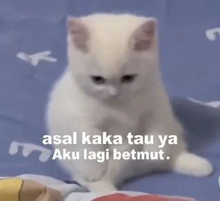 Sticker from Cute Cat