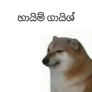 Sticker from Cheems Sinhala Version by @HARP_Tech 🇱🇰