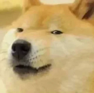 😑 emoji Do not steal [@ojas_sama] Telegram sticker 6 of 37