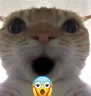 😲 emoji miaw Telegram sticker 24 of 47