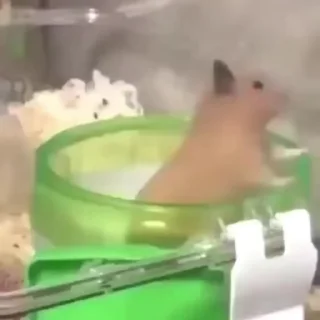 Sticker from ⌁𝐻𝐼𝑅Ø⌁'s video pack (@YaeMiko_Roxbot) 3