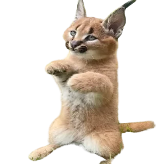 😽 emoji Floppa Telegram sticker 18 of 72