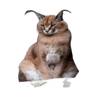 😠 emoji Floppa Telegram sticker 9 of 72