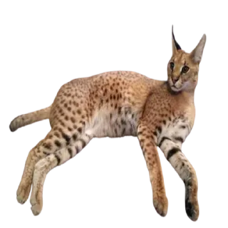 😽 emoji Floppa Telegram sticker 15 of 72