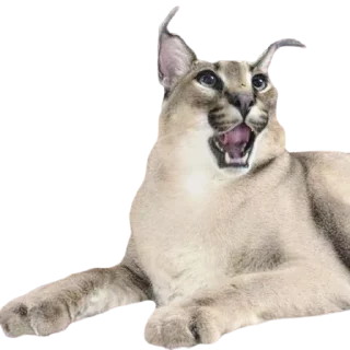 🙀 emoji Floppa Telegram sticker 5 of 72