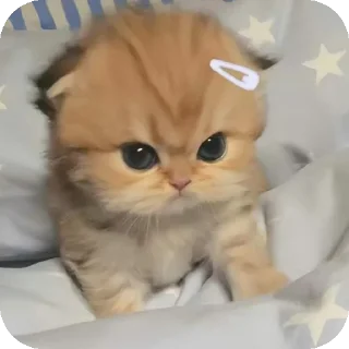 🐱 emoji Nahi pata 🌟 Telegram sticker 10 of 38