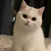 😕 emoji moatasem's  😻😼😽[ @iilliai ] @TgEmojis_bot Telegram sticker 10 of 47