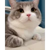 😐 emoji moatasem's  😻😼😽[ @iilliai ] @TgEmojis_bot Telegram sticker 23 of 47