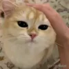 🤗 emoji moatasem's  😻😼😽[ @iilliai ] @TgEmojis_bot Telegram sticker 5 of 47