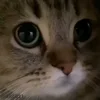 🥺 emoji moatasem's  😻😼😽[ @iilliai ] @TgEmojis_bot Telegram sticker 20 of 47