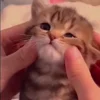 😸 emoji moatasem's  😻😼😽[ @iilliai ] @TgEmojis_bot Telegram sticker 11 of 47