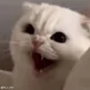 🤬 emoji moatasem's  😻😼😽[ @iilliai ] @TgEmojis_bot Telegram sticker 9 of 47