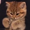 🥺 emoji moatasem's  😻😼😽[ @iilliai ] @TgEmojis_bot Telegram sticker 19 of 47