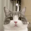 ❓ emoji moatasem's  😻😼😽[ @iilliai ] @TgEmojis_bot Telegram sticker 14 of 47