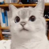 🐱 emoji moatasem's  😻😼😽[ @iilliai ] @TgEmojis_bot Telegram sticker 2 of 47