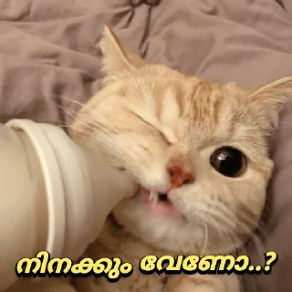 Sticker from 😼പൂച്ചയിസം കേരള😻