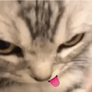 Sticker from 😻 Michis Moods 😽