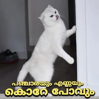 Sticker from 😼പൂച്ചയിസം കേരള😻