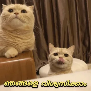 Sticker from 😼പൂച്ചയിസം കേരള😻