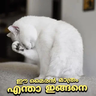 Sticker from 😼പൂച്ചയിസം കേരള😻