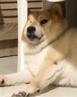 😒 emoji 土狗莊園 @DOGBUYBUY Telegram sticker 10 of 120