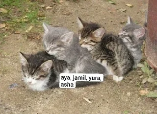 Sticker from punya yura (Odette) imut ; 7 jamet ad