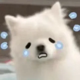 🤕 emoji Cute cry dog and cat @kecilvv Telegram sticker 5 of 64
